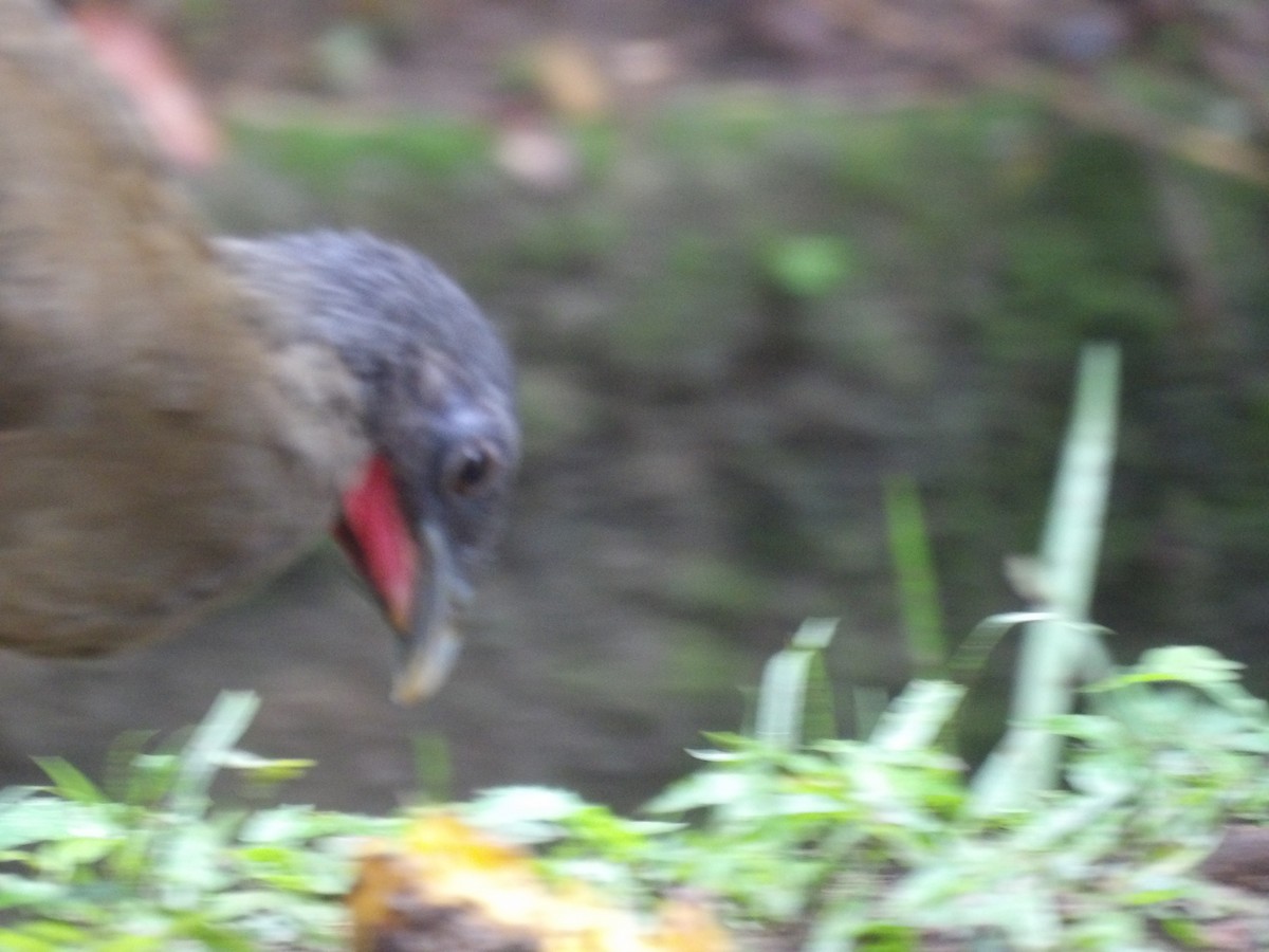 Rufous-vented Chachalaca (Rufous-tipped) - ML638242291