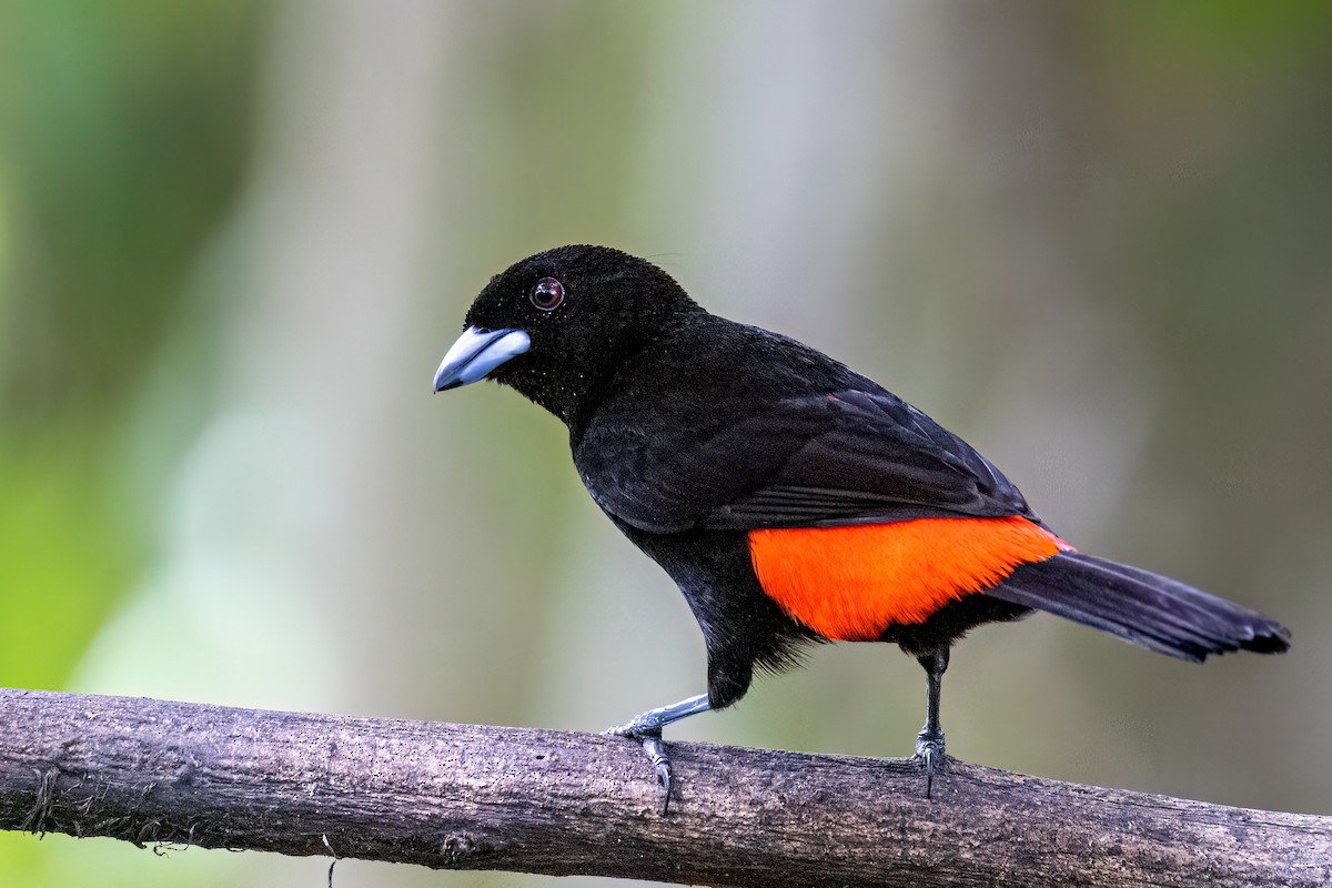 Scarlet-rumped Tanager - ML638242298