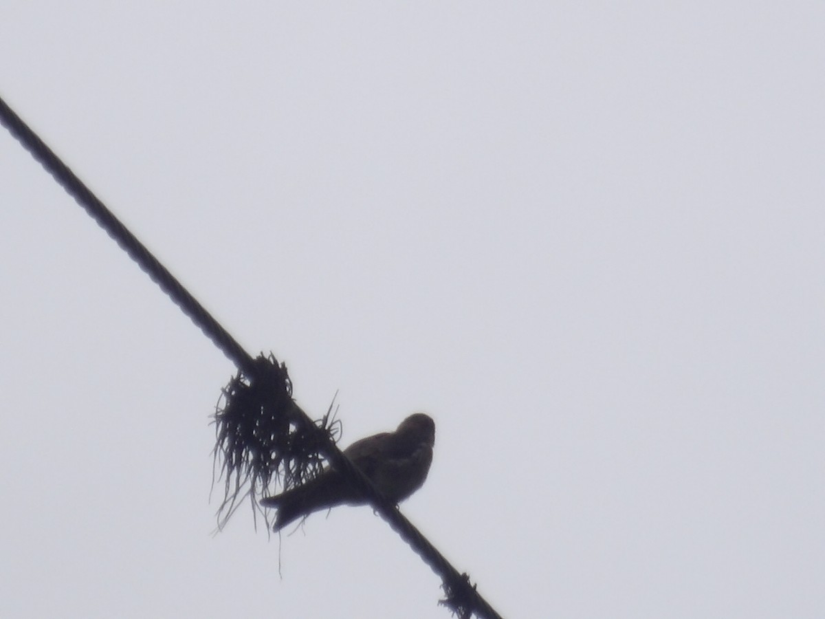 Southern Rough-winged Swallow - ML638242311