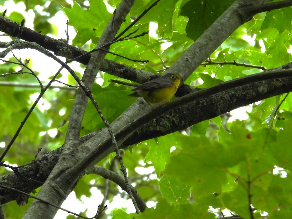 Canada Warbler - ML638242319