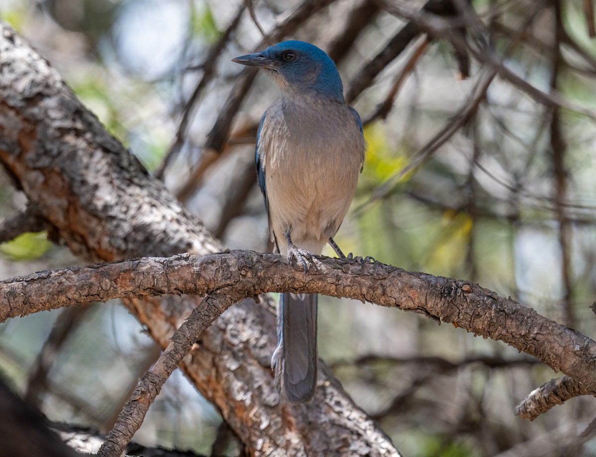 Mexican Jay - ML638242337