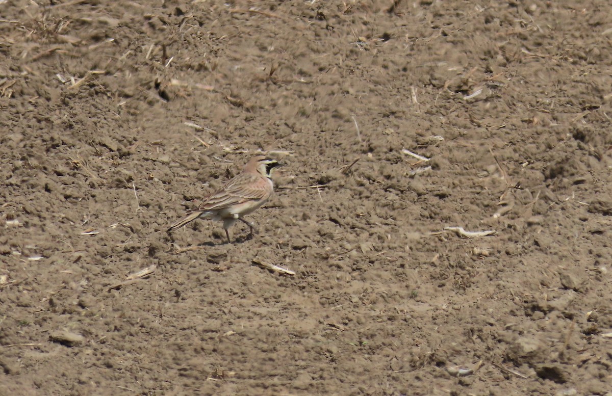 Horned Lark - ML638242348