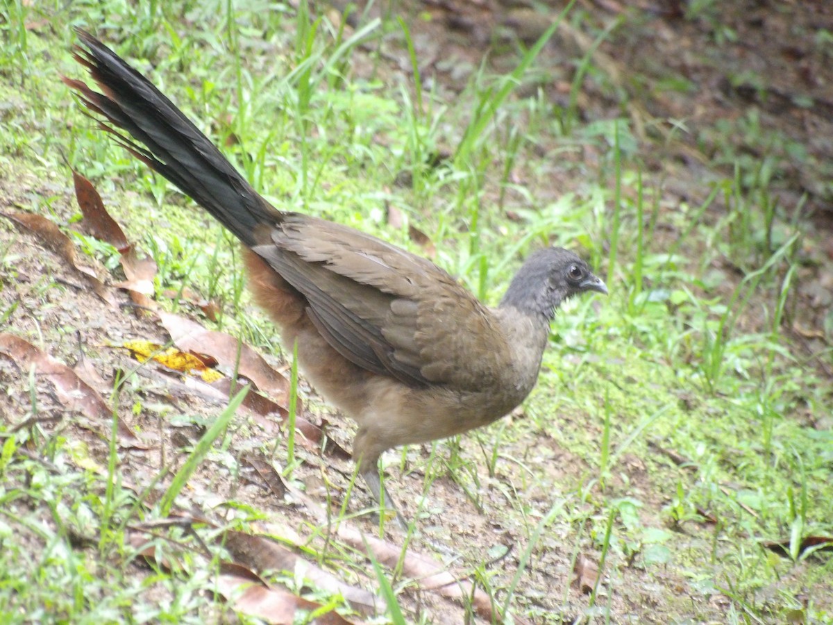 Rufous-vented Chachalaca (Rufous-tipped) - ML638242350