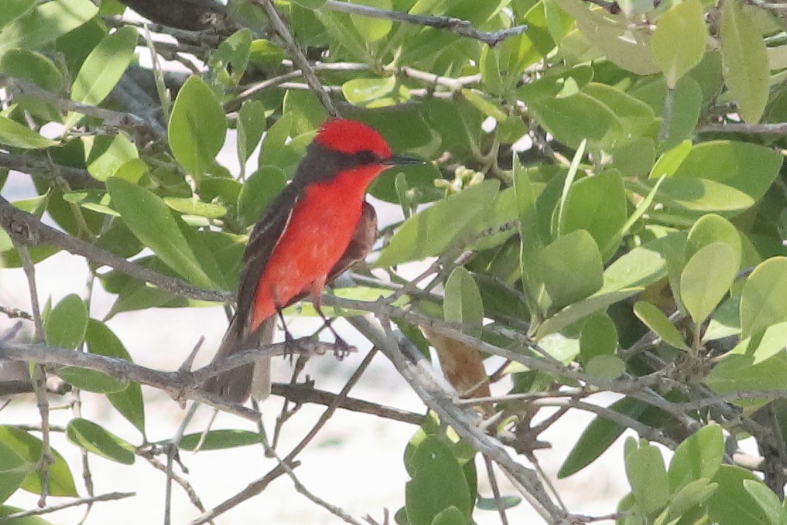 Vermilion Flycatcher (Northern) - ML638242361