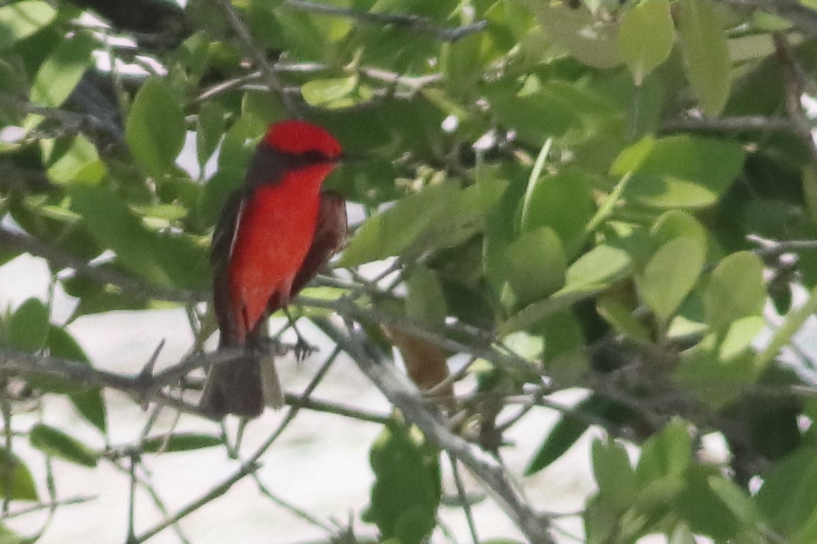 Vermilion Flycatcher (Northern) - ML638242362