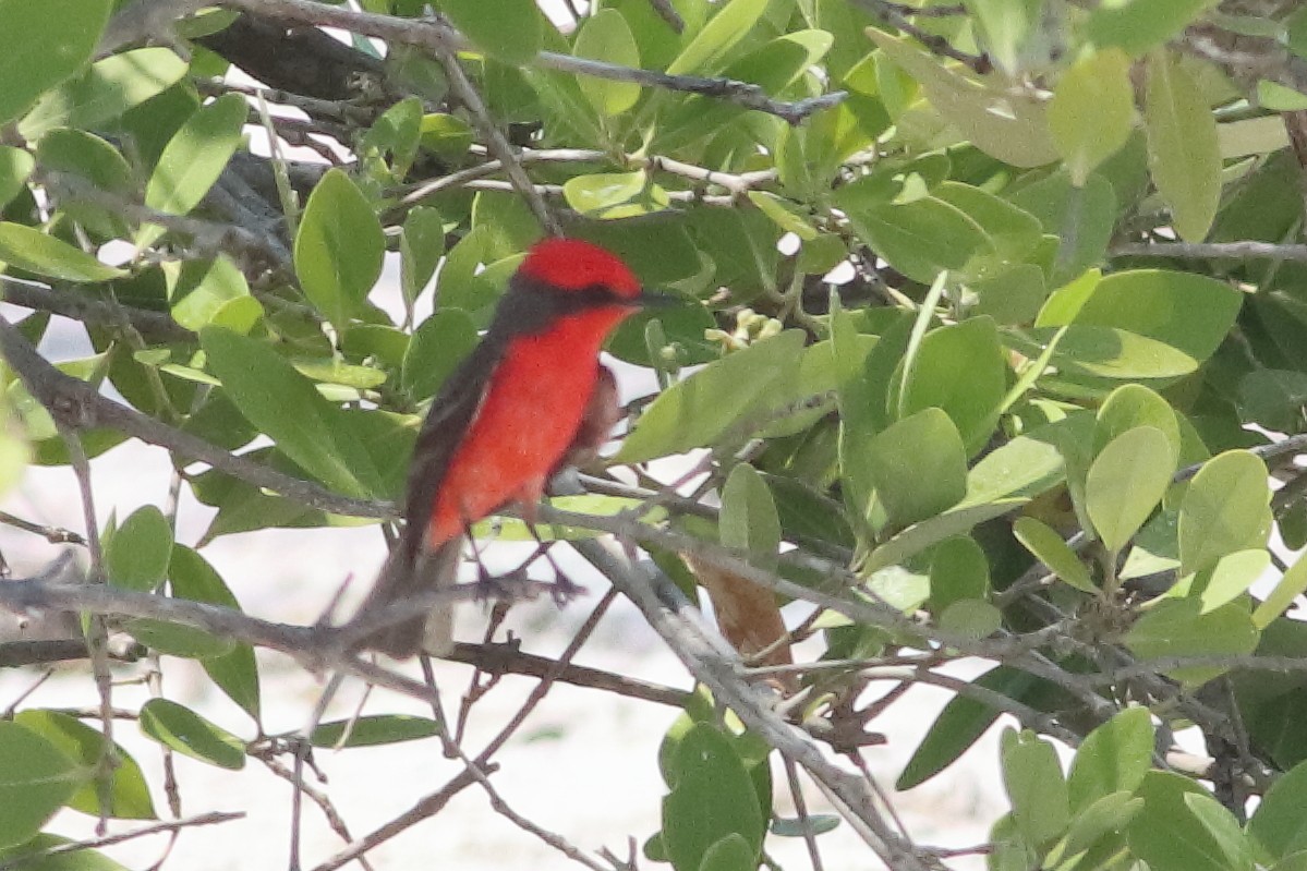 Vermilion Flycatcher (Northern) - ML638242363