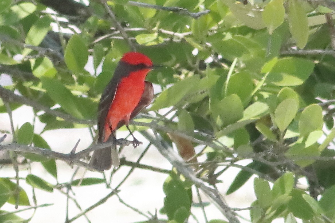 Vermilion Flycatcher (Northern) - ML638242364