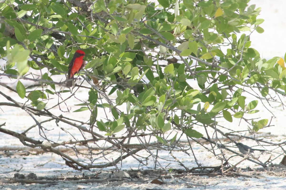 Vermilion Flycatcher (Northern) - ML638242365