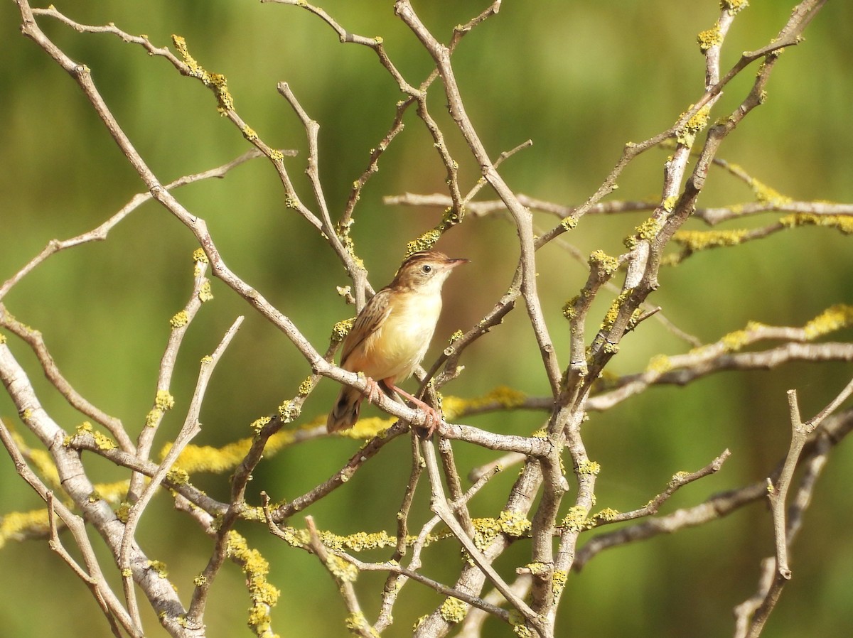 Zitting Cisticola - ML638242374