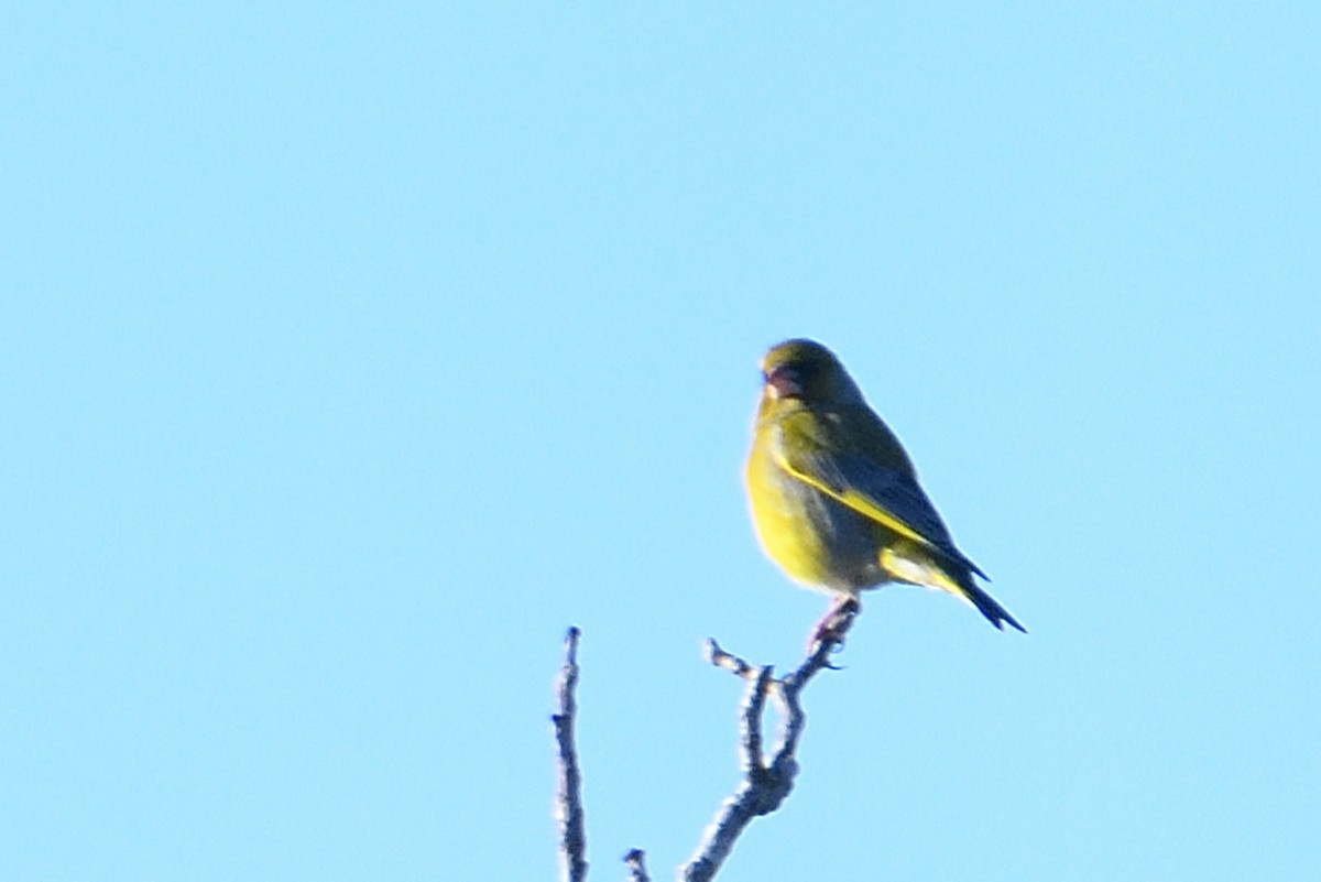 European Greenfinch - ML638242387