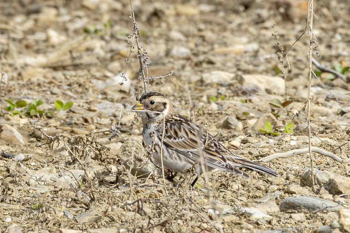 Lapland Longspur - ML638242397