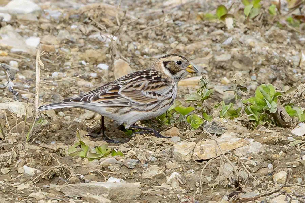 Lapland Longspur - ML638242398