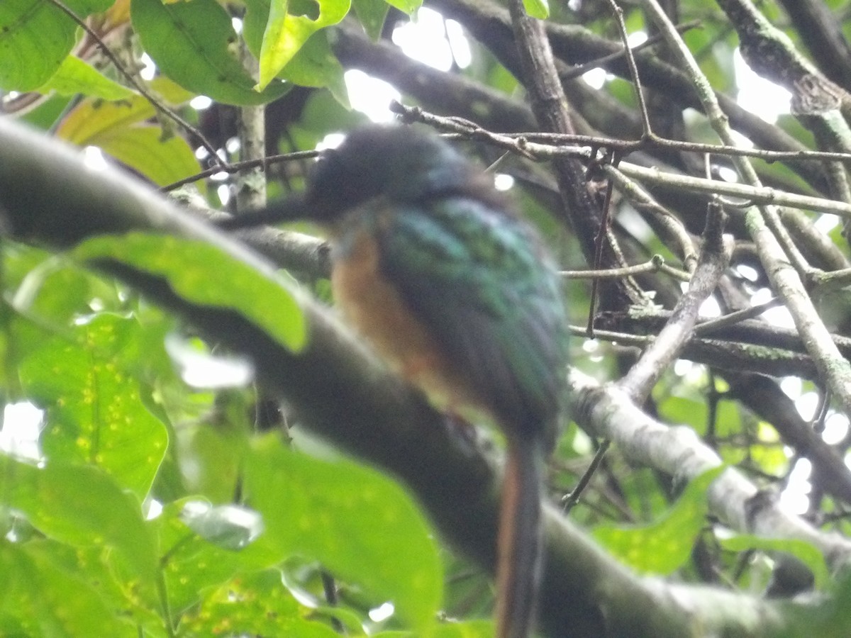 Rufous-tailed Jacamar (Rufous-tailed) - ML638242401