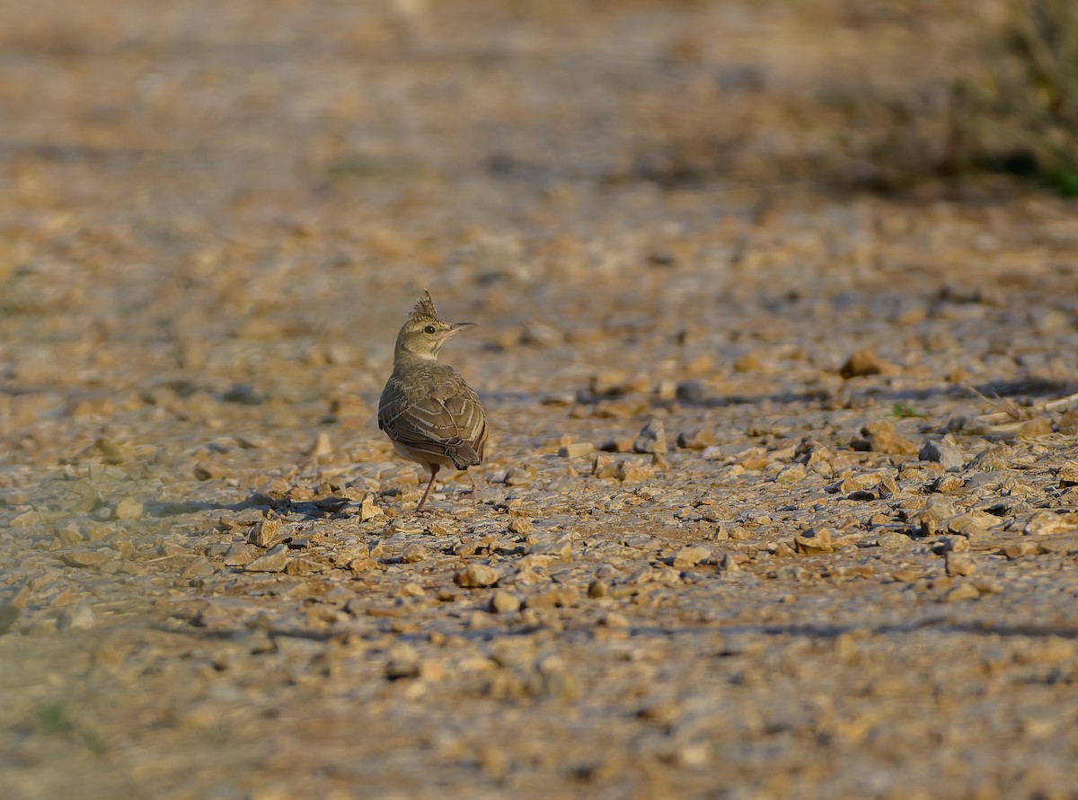 Crested Lark - ML638242402