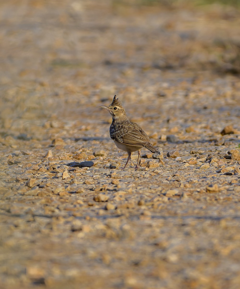 Crested Lark - ML638242403