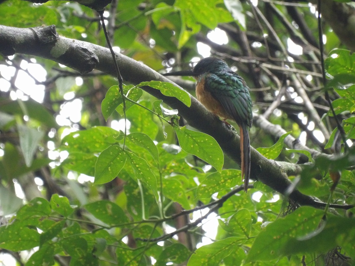 Rufous-tailed Jacamar (Rufous-tailed) - ML638242404