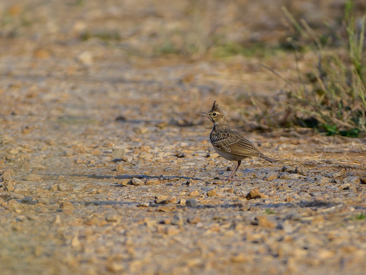 Crested Lark - ML638242405