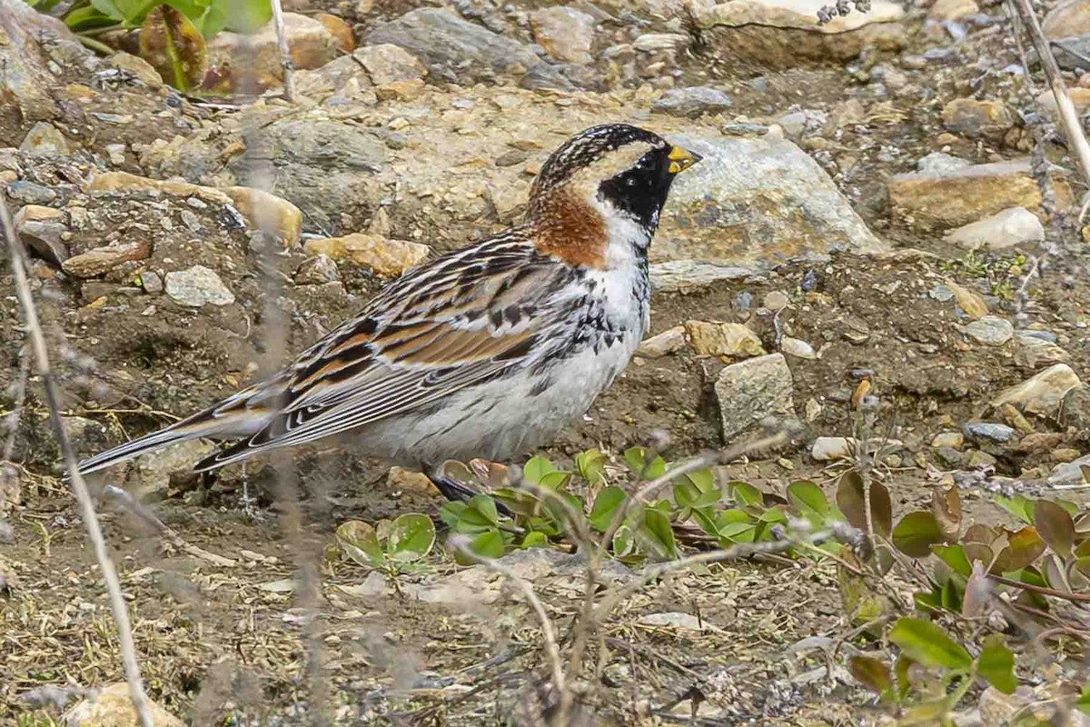 Lapland Longspur - ML638242428