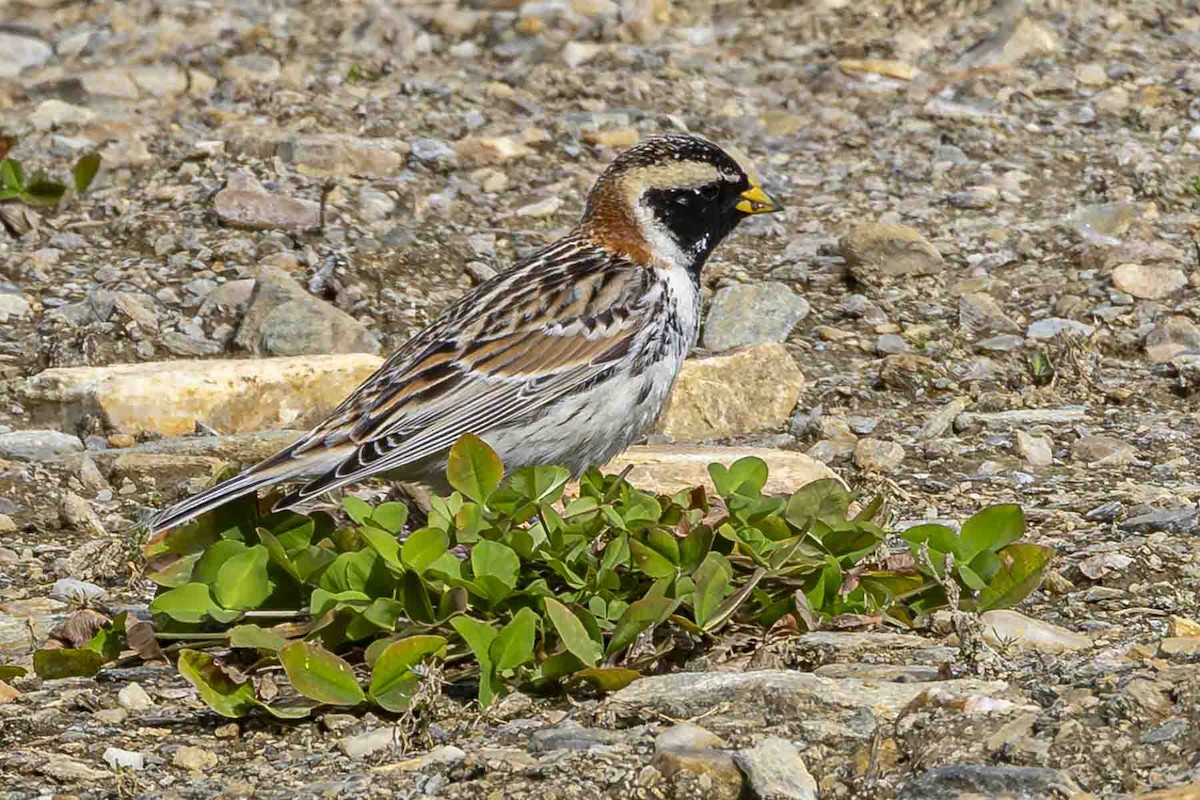 Lapland Longspur - ML638242429