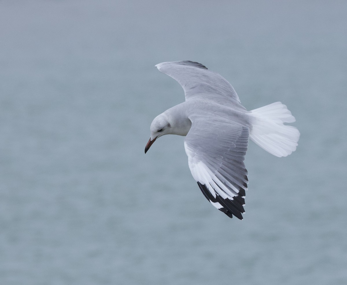 Gray-hooded Gull - ML638242444