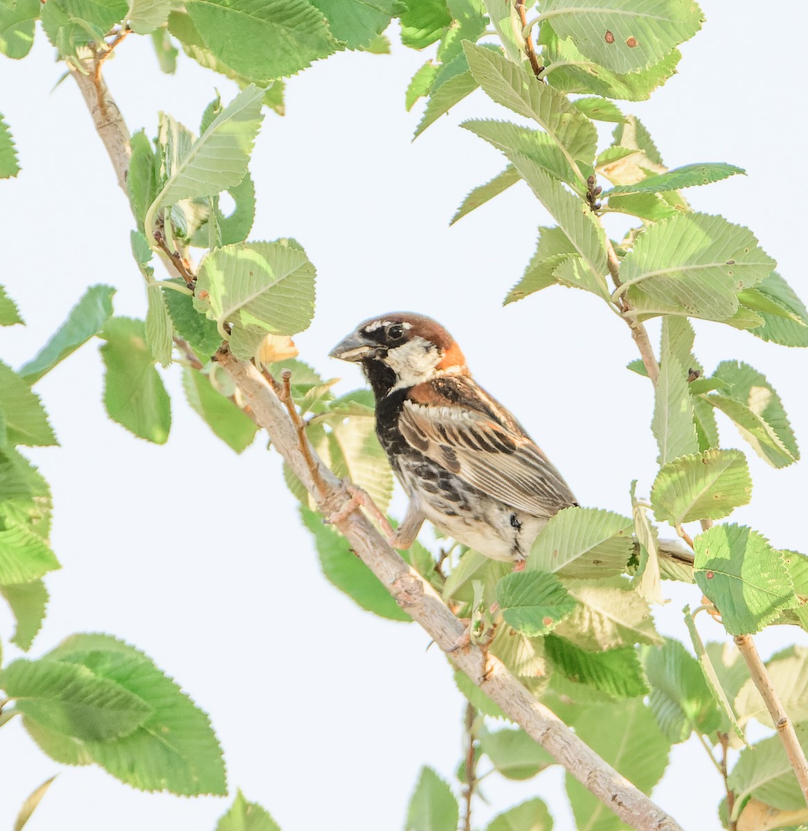 Spanish Sparrow - ML638242450