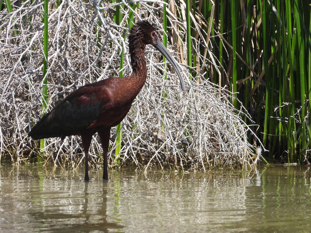 White-faced Ibis - ML638242452