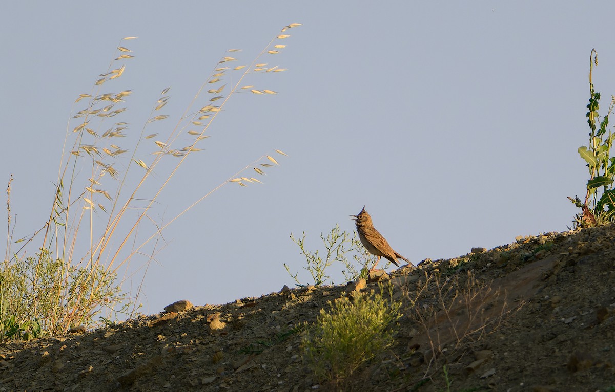 Crested Lark - ML638242456