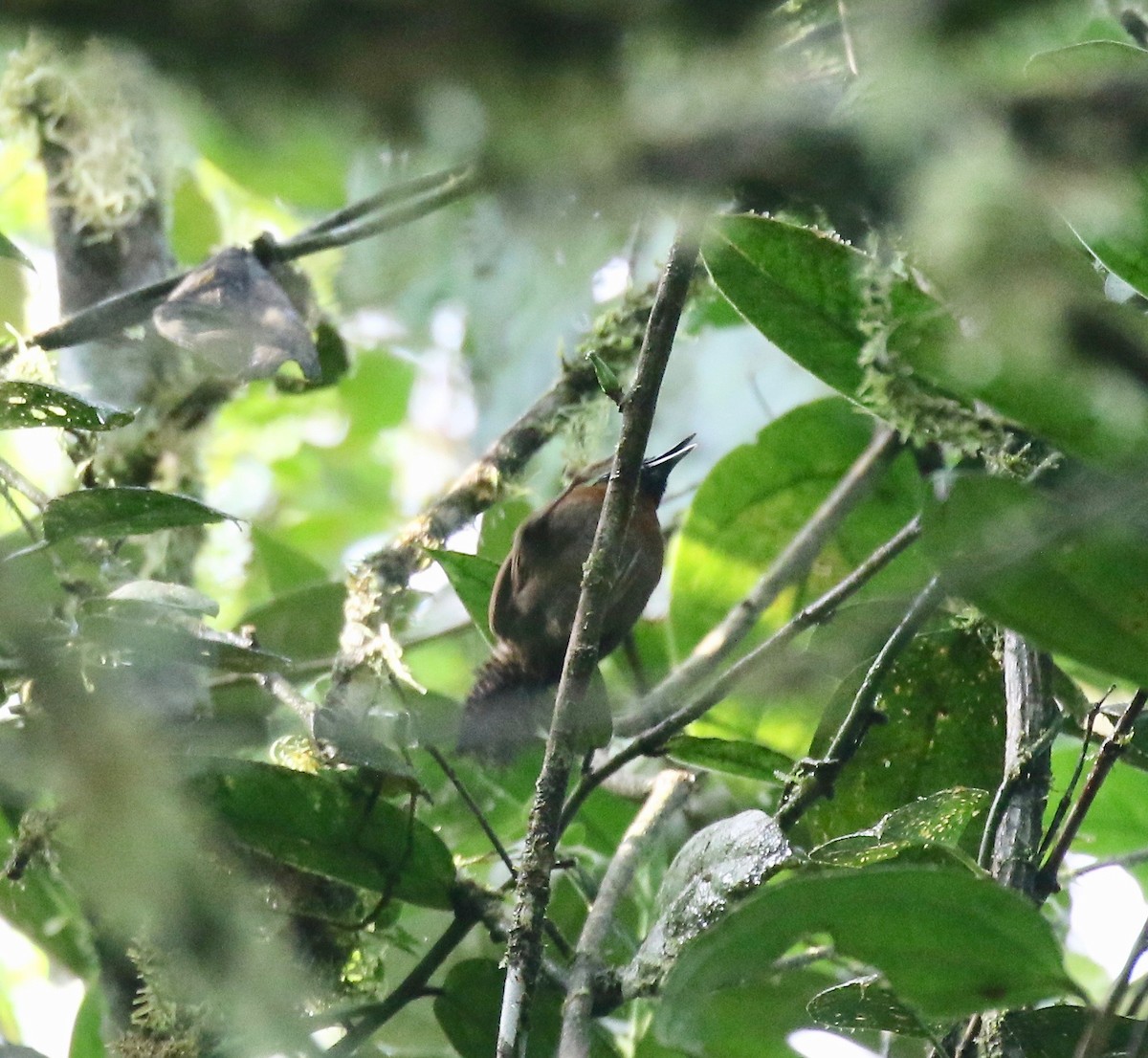 Sooty-headed Wren - ML638242467