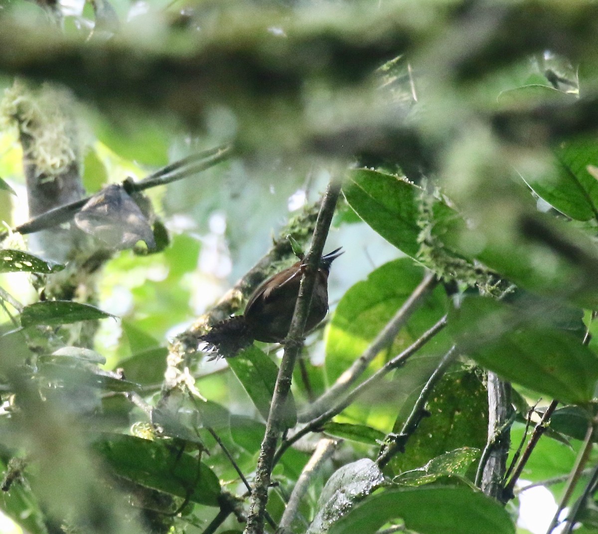 Sooty-headed Wren - ML638242468