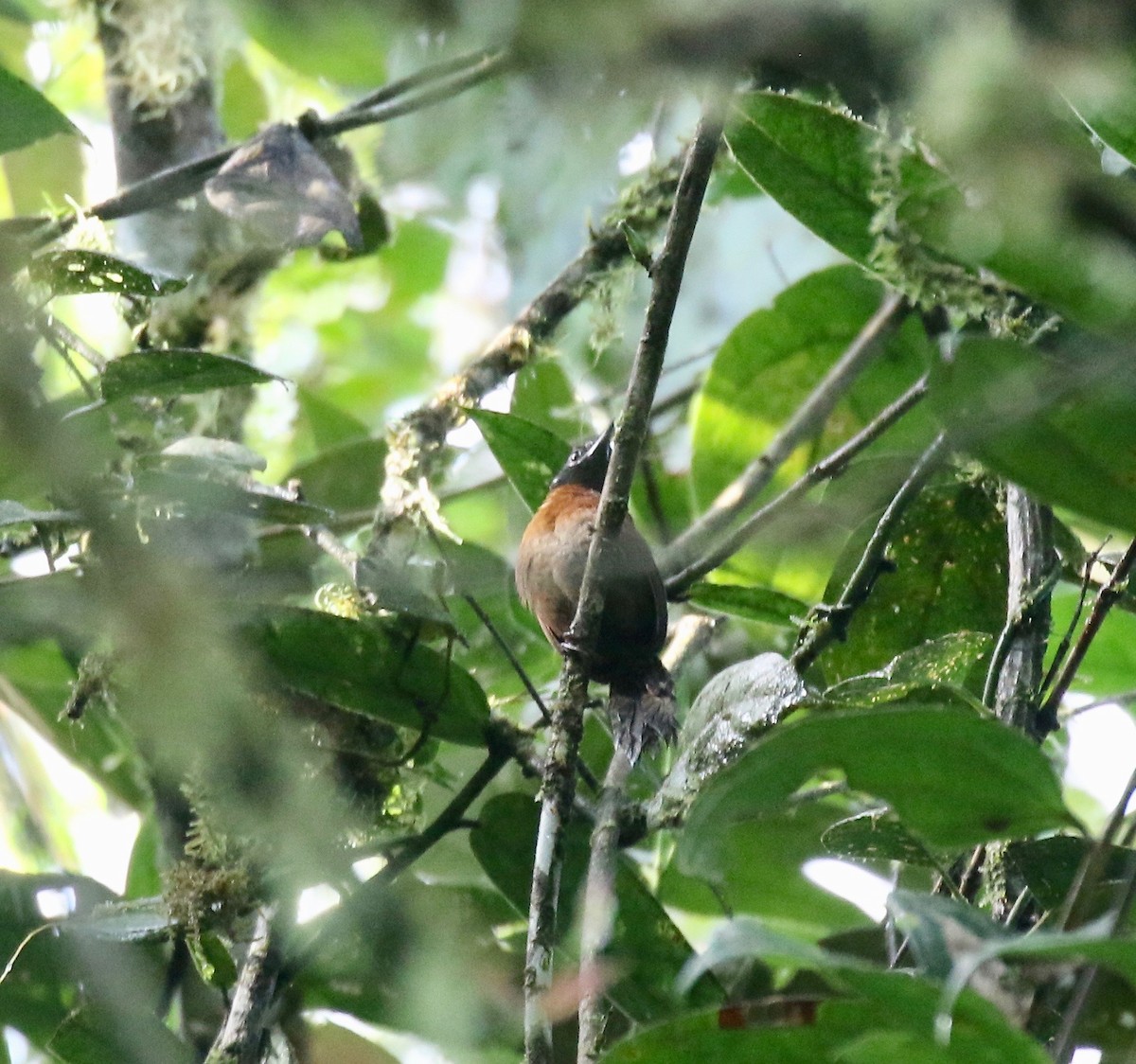 Sooty-headed Wren - ML638242469