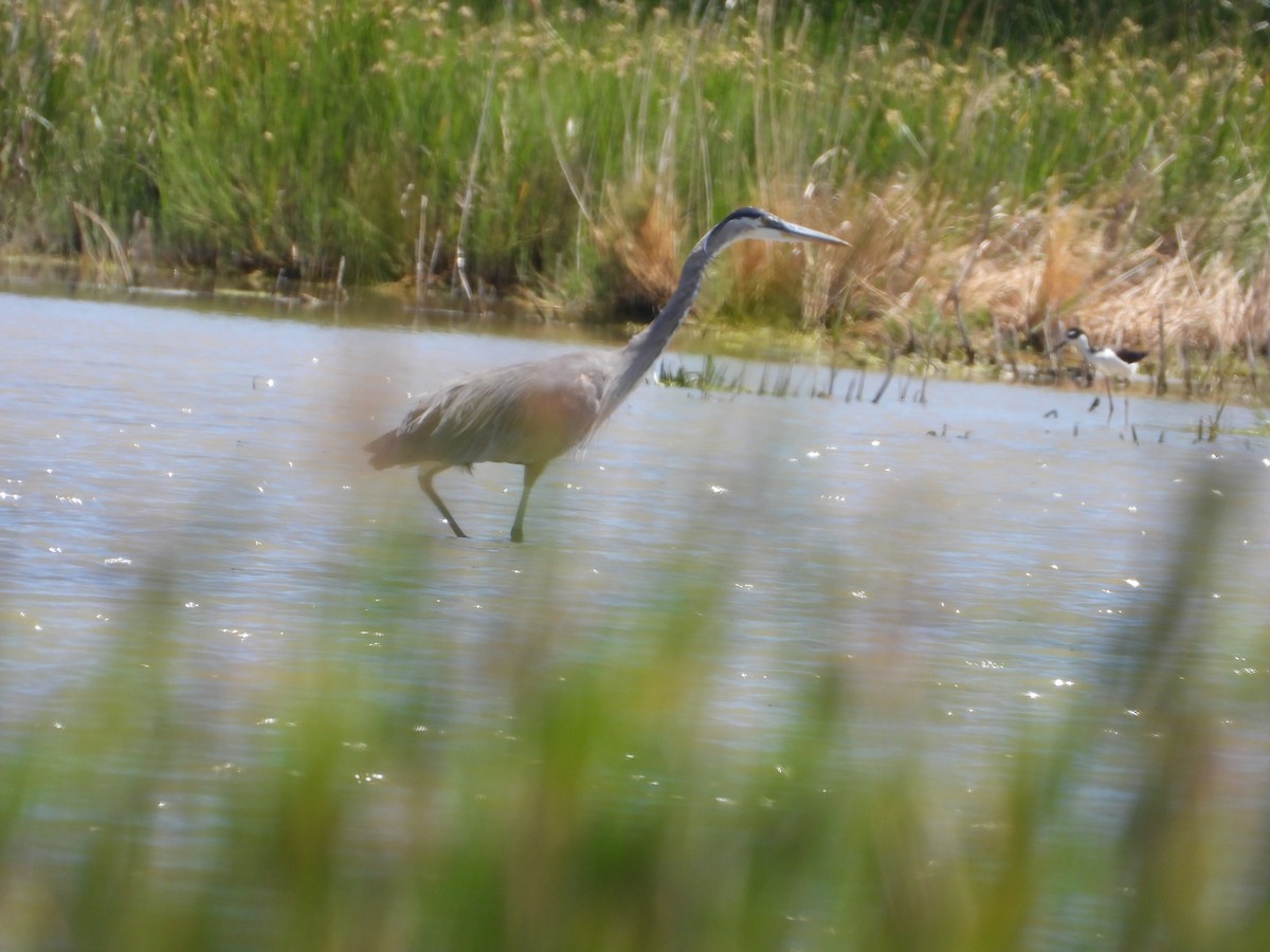Great Blue Heron - ML638242473
