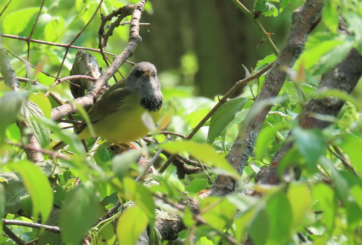 Mourning Warbler - ML638242481