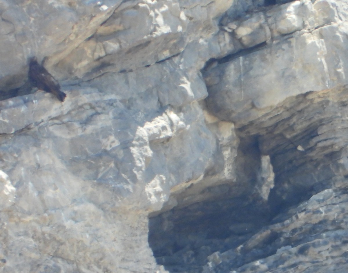 Golden Eagle - ML638242484