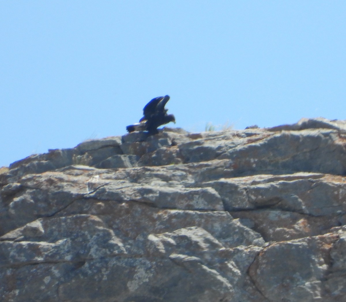 Golden Eagle - ML638242485