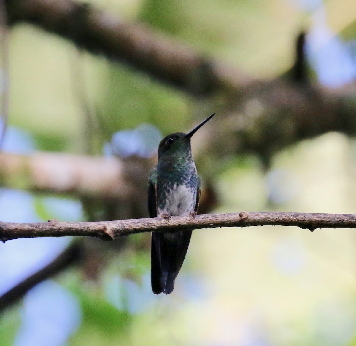 Greenish Puffleg - ML638242488