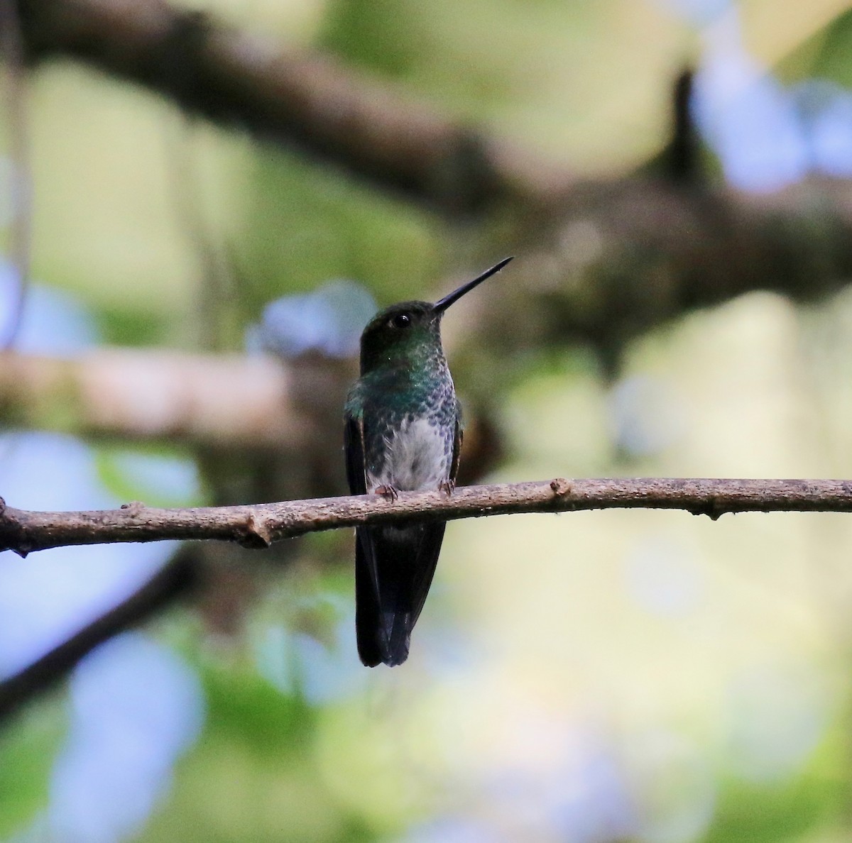 Greenish Puffleg - ML638242489