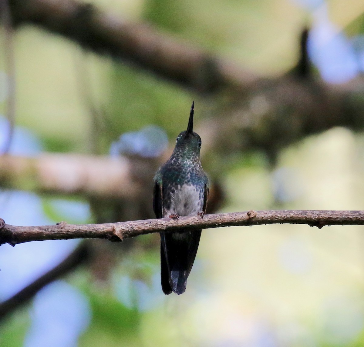 Greenish Puffleg - ML638242490