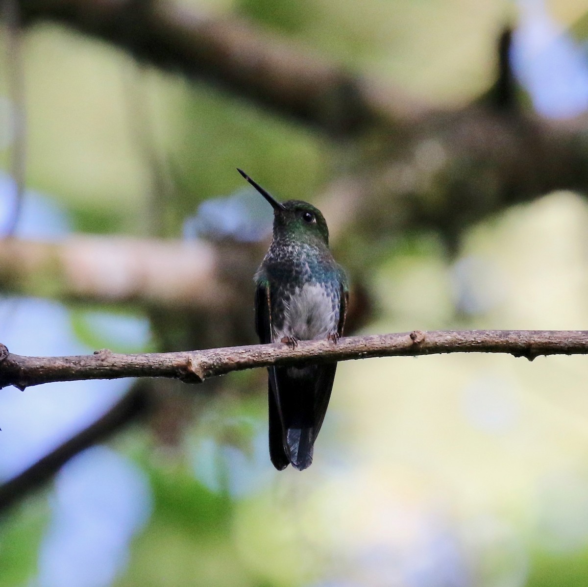 Greenish Puffleg - ML638242491