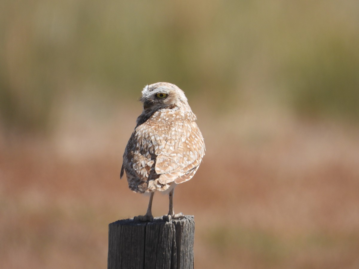 Burrowing Owl - ML638242500