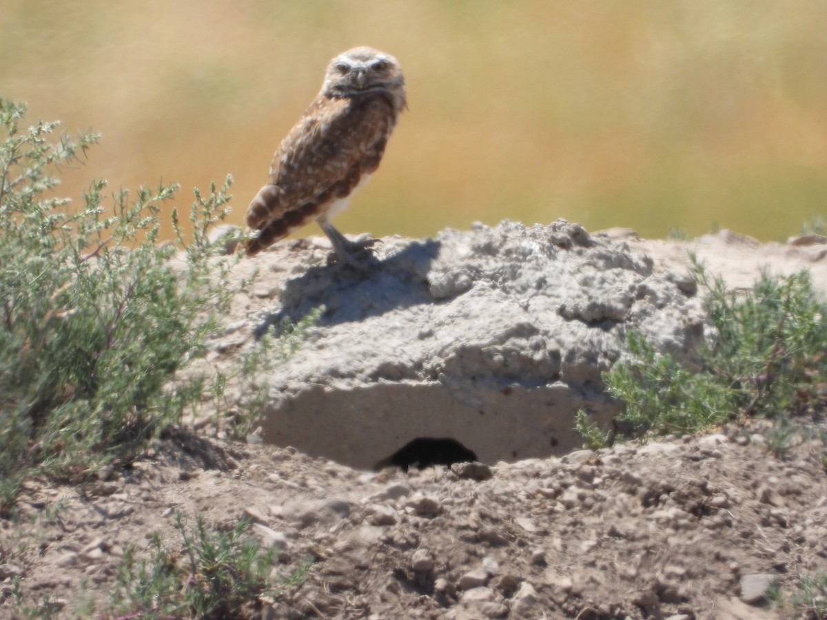 Burrowing Owl - ML638242503