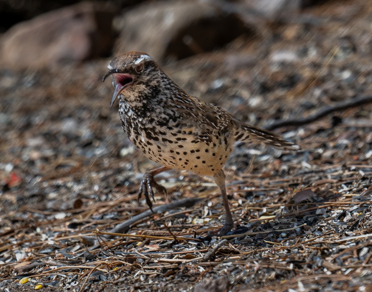 Cactus Wren - ML638242506
