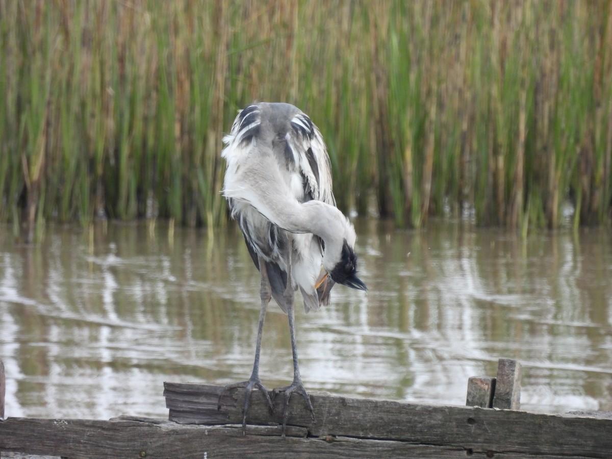 Cocoi Heron - ML638242507