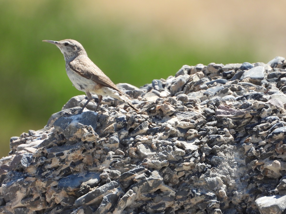 Rock Wren - ML638242521
