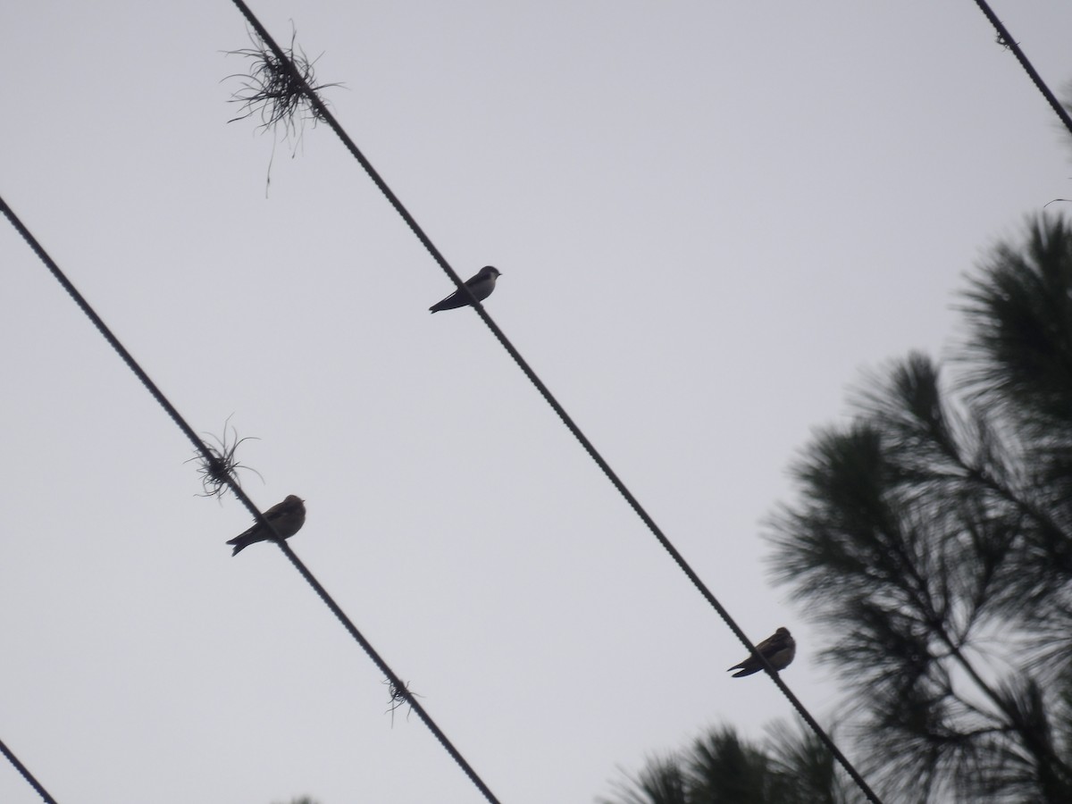 Southern Rough-winged Swallow - ML638242531