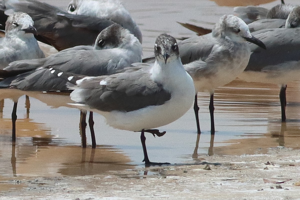 Franklin's Gull - ML638242562