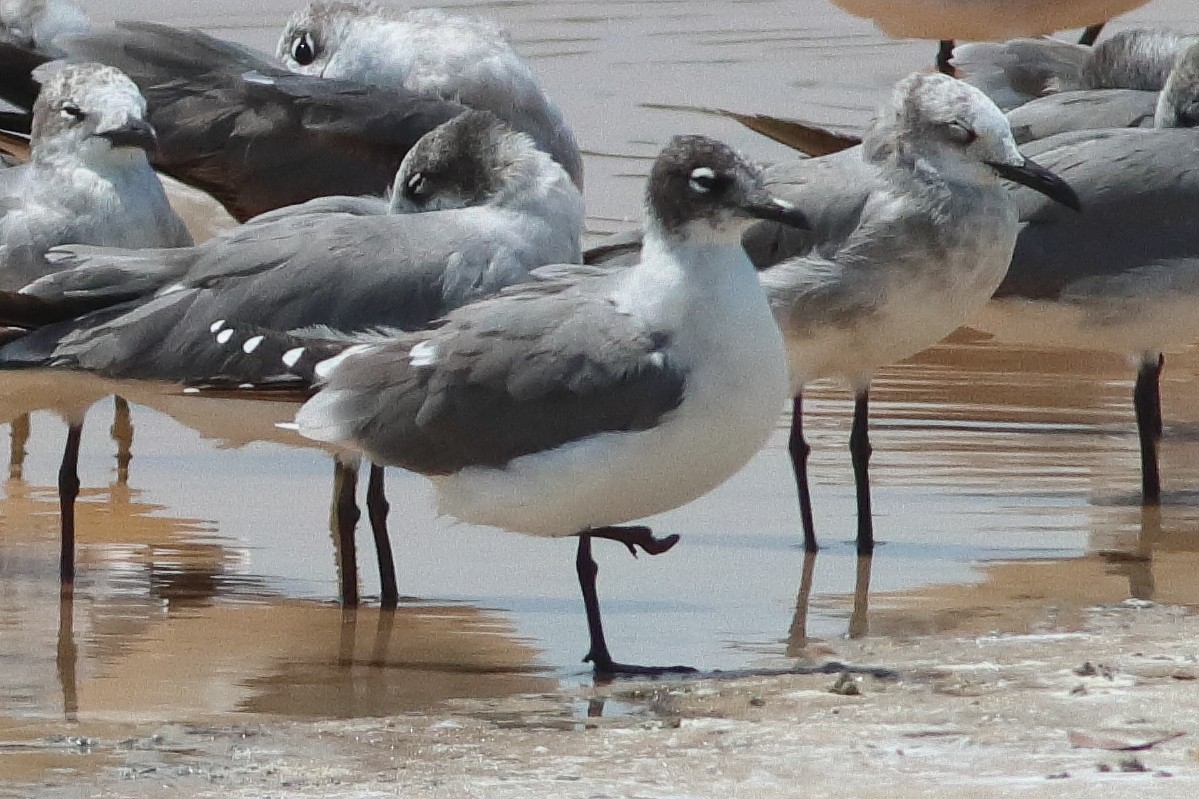 Franklin's Gull - ML638242563