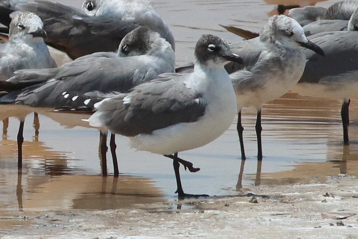 Franklin's Gull - ML638242565