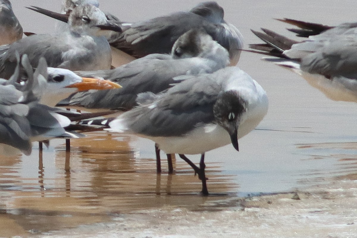 Franklin's Gull - ML638242566