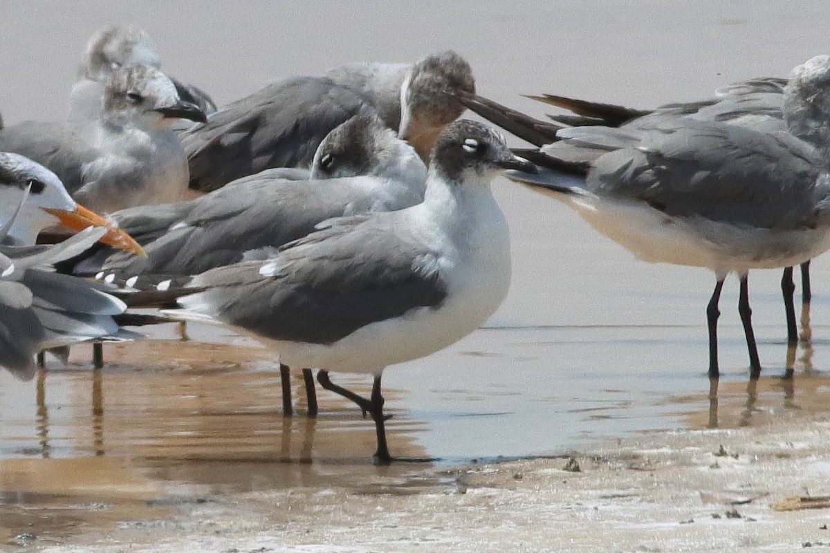 Franklin's Gull - ML638242568