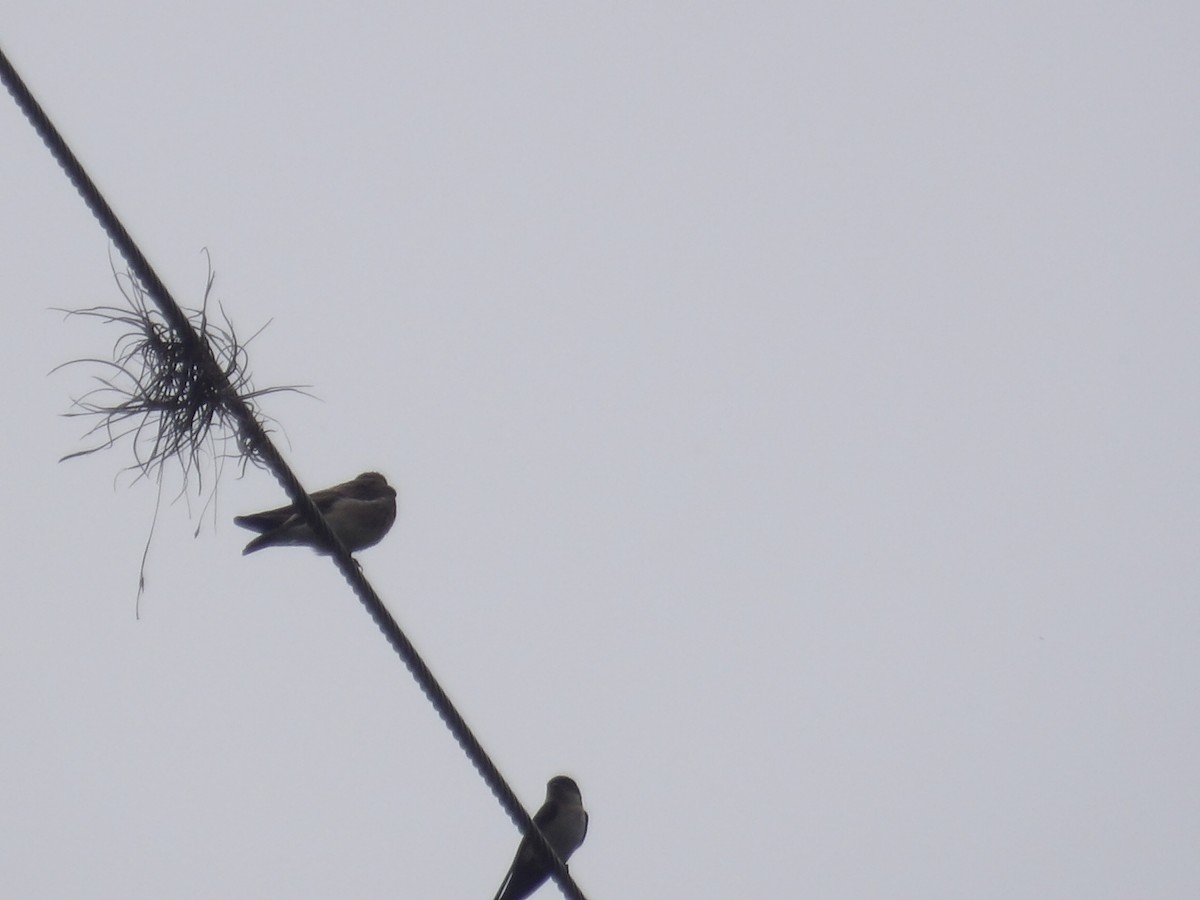 Southern Rough-winged Swallow - ML638242575